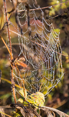 Landscape images of late autumn in Syzran district of Samara region