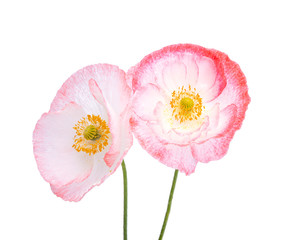 White pink poppy flower blossom bright isolated on the white