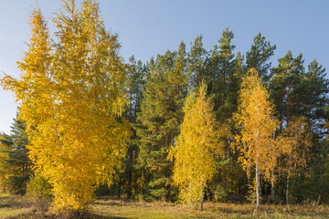 Fototapeta premium Landscape images of late autumn in Syzran district of Samara region