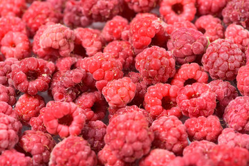 background of frozen raspberries, fresh berries covered with frost, top view. macro photo close-up