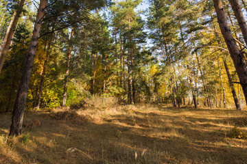 Landscape images of an autumn forest