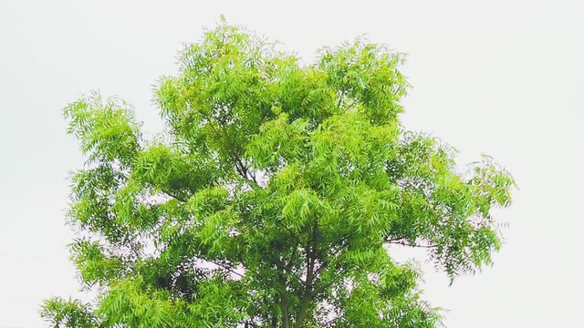 Neem trees moving in air 