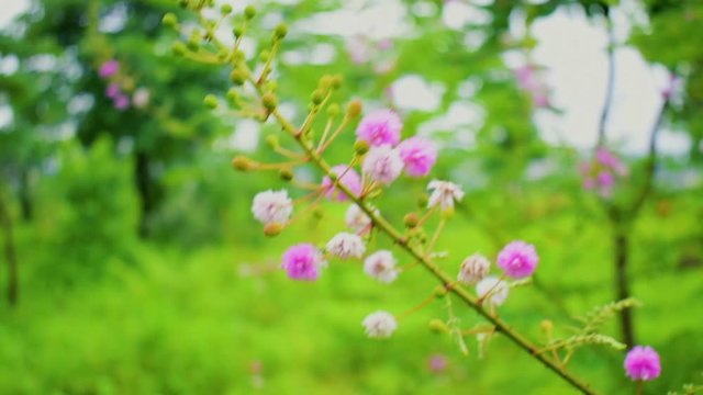 Shami plant flower moving in air 