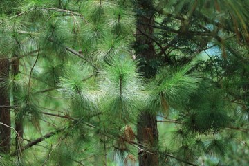 pine forest in the morning