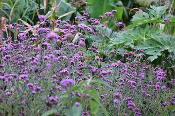 field of lavender flowers