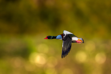 Shelduck ( Tadorna Tadorna) flying in the sunshine in isolation