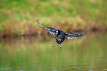 Solo Eurasian Common Coot coming into land on a lake