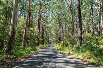 Otway Rain forest Victoria Australia