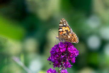selected focus of a painted lady butterfly sitting on a purple flower