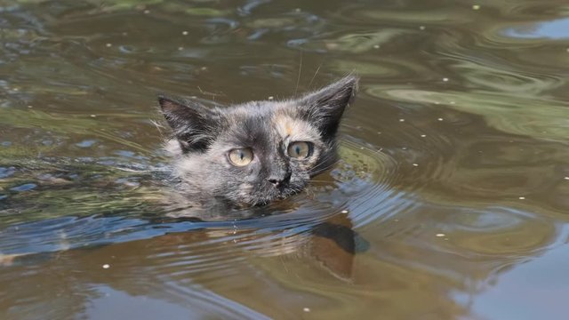 Cat Swimming in Water. Black Kitten Swims in River. Cat's Emotions. Slow motion
