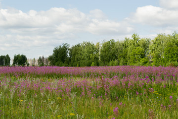 A picture of a field overgrown with cypress, in Russian Ivan-tea