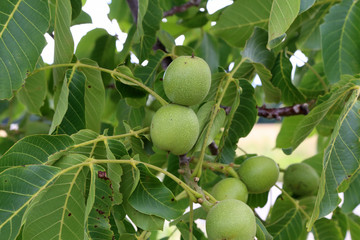 The green fruit of walnut leaves on a tree