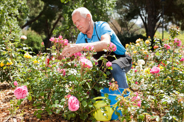 Portrait of senior man cutting back shoots of rose bushes at flowerbed in park