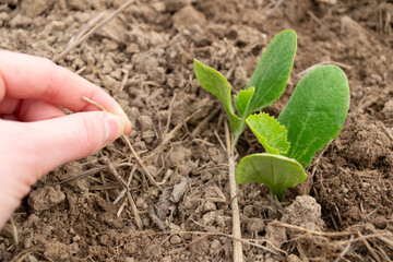 hands holding a plant