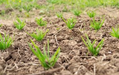 young green onions in the field