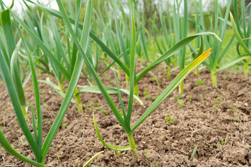green garlic in the field