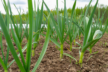 green onions in the field