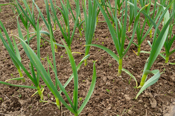 green garlic in the garden