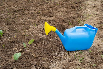 watering can in the garden
