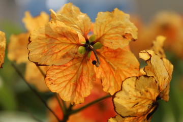 Beautiful blooming of orange Bauhinia Bidentata in a sunny day