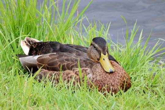 Mallard duck sitting on a green grass near the water. Portrait of female wild duck resting on the lake coast