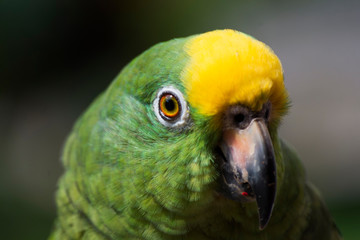 pajaro, verde, canario