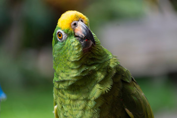 pajaro, verde, canario