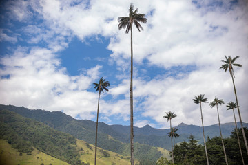 palm, palmera, cielo