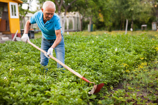 Farmer weeds potatoes with a hoe in the garden. High quality photo