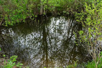 Fototapeta premium green grass and water