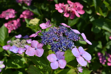 サンセット（アジサイ）