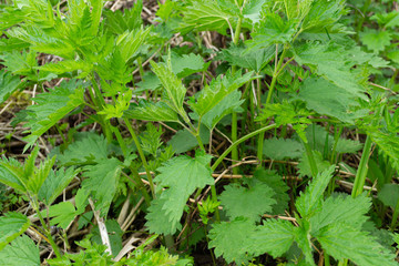 green grass in the garden