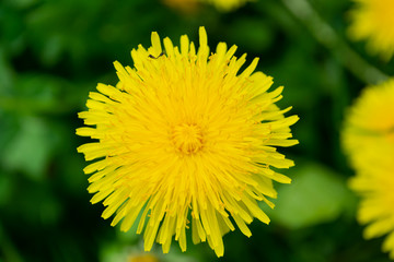 yellow dandelion on green background