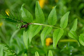 green plant close up