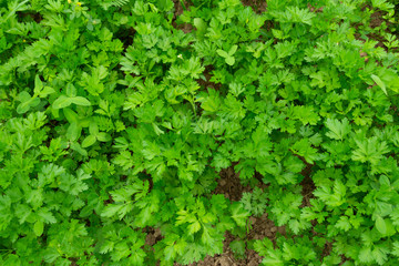 Fototapeta premium fresh green parsley