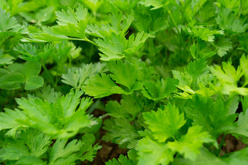 Fototapeta na wymiar fresh green parsley
