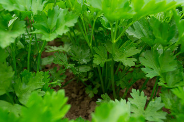 fresh green parsley