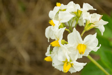 white potato flowers