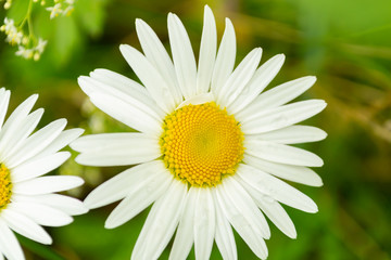 Obraz na płótnie Canvas white chamomile flower