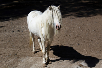 white beautiful unicorn long hair  horse in the field