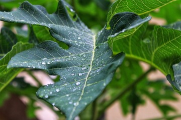 water drops on Papaya leaf  in morning after rain