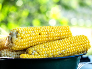 Boiled corn in a metal enamel bowl on a garden background