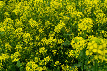 yellow flowers in spring