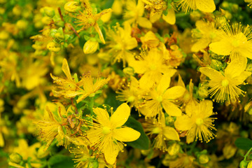 yellow flowers in the garden