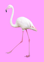 Fototapeta premium Large Flamingo isolated on pink background