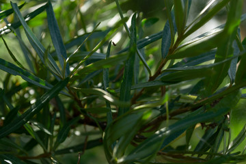 Fototapeta na wymiar close-up of green sea buckthorn branches