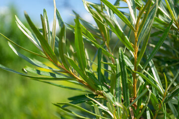 close-up of green sea buckthorn branches