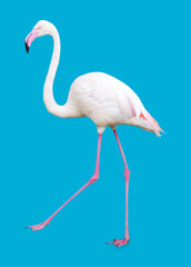 Large Flamingo isolated on blue background
