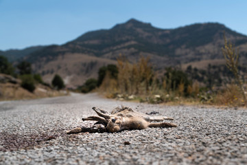 The carcass of the wild rabbit that the car hit and killed on the asphalt road is lying on the ground and mountain in background.