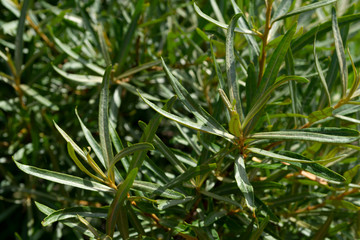 close-up of green sea buckthorn branches